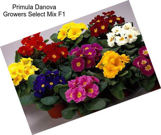 Primula Danova Growers Select Mix F1