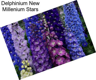 Delphinium New Millenium Stars
