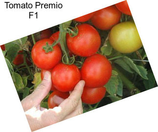 Tomato Premio F1