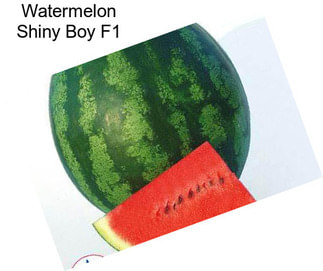 Watermelon Shiny Boy F1