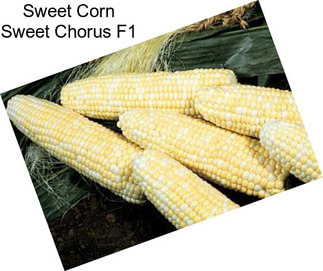 Sweet Corn Sweet Chorus F1