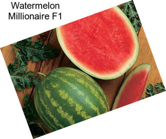 Watermelon Millionaire F1