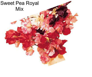 Sweet Pea Royal Mix