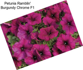 Petunia Ramblin\' Burgundy Chrome F1