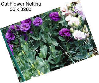 Cut Flower Netting 36\