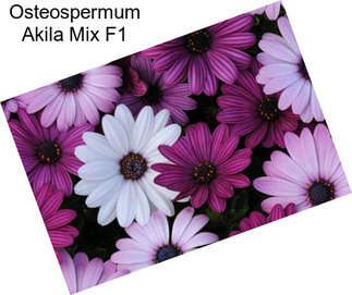 Osteospermum Akila Mix F1