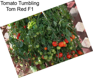 Tomato Tumbling Tom Red F1