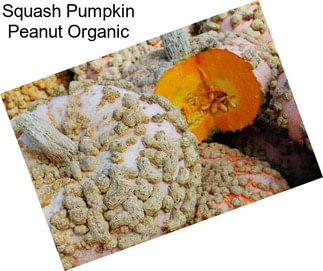 Squash Pumpkin Peanut Organic