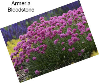 Armeria Bloodstone