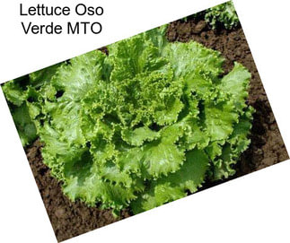 Lettuce Oso Verde MTO