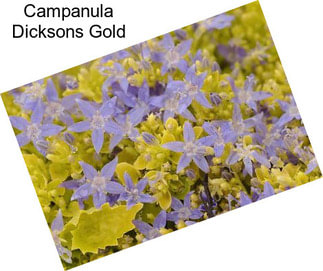 Campanula Dicksons Gold