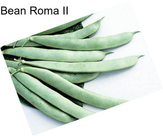 Bean Roma II