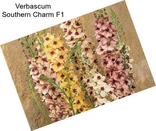 Verbascum Southern Charm F1