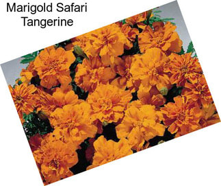 Marigold Safari Tangerine