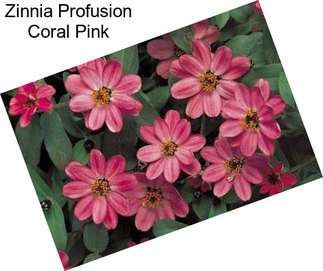 Zinnia Profusion Coral Pink