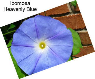 Ipomoea Heavenly Blue