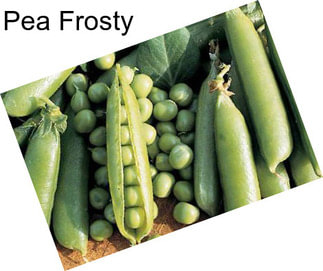 Pea Frosty