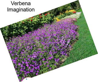 Verbena Imagination