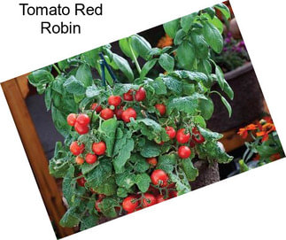 Tomato Red Robin