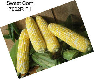 Sweet Corn 7002R F1