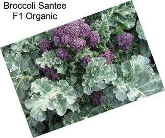 Broccoli Santee F1 Organic