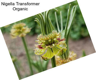 Nigella Transformer Organic