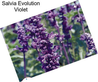 Salvia Evolution Violet