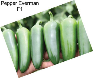 Pepper Everman F1