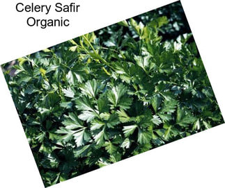 Celery Safir Organic
