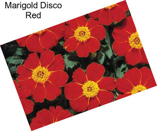 Marigold Disco Red