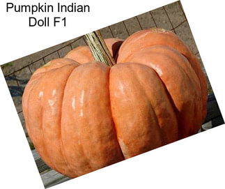 Pumpkin Indian Doll F1