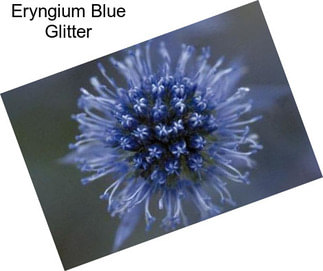 Eryngium Blue Glitter