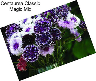 Centaurea Classic Magic Mix