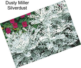 Dusty Miller Silverdust