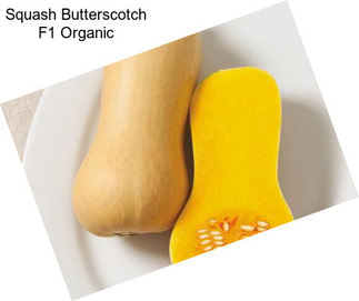 Squash Butterscotch F1 Organic