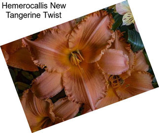 Hemerocallis New Tangerine Twist