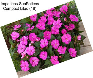 Impatiens SunPatiens Compact Lilac (18)