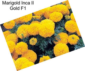 Marigold Inca II Gold F1