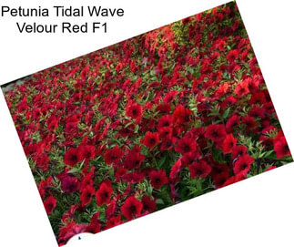 Petunia Tidal Wave Velour Red F1