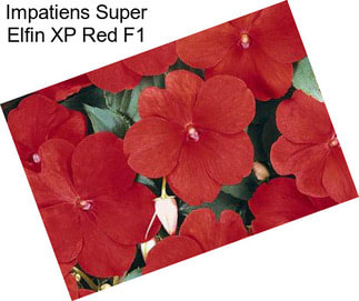 Impatiens Super Elfin XP Red F1