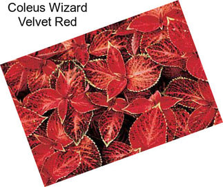 Coleus Wizard Velvet Red