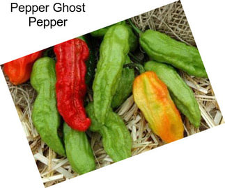 Pepper Ghost Pepper