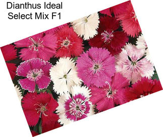 Dianthus Ideal Select Mix F1