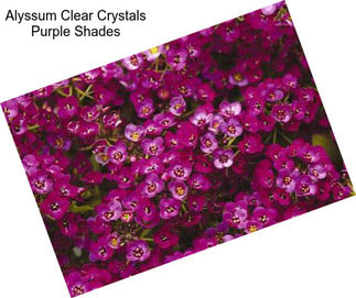 Alyssum Clear Crystals Purple Shades