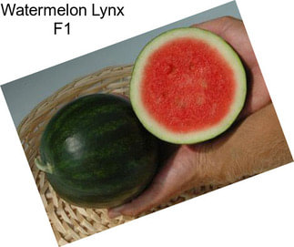 Watermelon Lynx F1