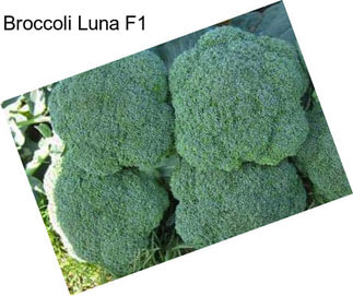 Broccoli Luna F1