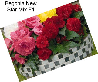 Begonia New Star Mix F1