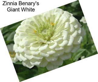 Zinnia Benary\'s Giant White