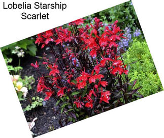 Lobelia Starship Scarlet