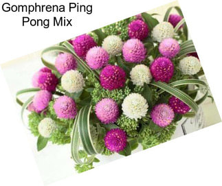 Gomphrena Ping Pong Mix